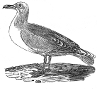 artic gull engraving