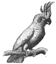 cockatoo engraving