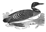 great northern diver engraving