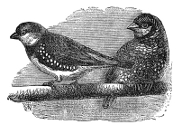 diamond and cut-throat sparrows engravings