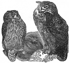 great eared owl engraving