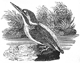 kingfisher engraving