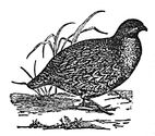 partridge engraving