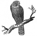 peregrine falcon engraving