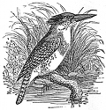 spotted kingfisher engraving