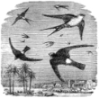 swallow and swift engraving