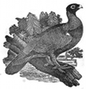 wood grouse engraving