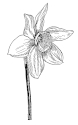 daffodil image 1