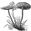 false champignon engraving