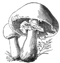 horse mushroom engraving
