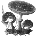 red-fleshed mushroom mushroom engraving