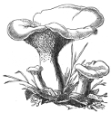 spine-bearing mushroom engraving