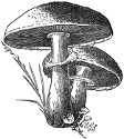 true meadow mushroom engraving