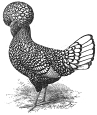 galinha rooster engraving