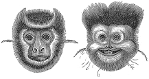 monkey faces engraving
