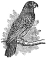 bird, parrot engraving