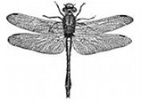 insect, dragonfly engraving