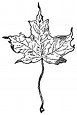 maple leaves engraving