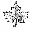 small maple leaf engraving