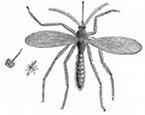 insect, mosquito engraving