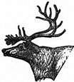 reindeer head and antlers engraving