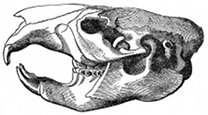 rodent skull engraving
