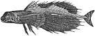 Dactylopterus engraving