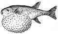 Globe Fish engraving