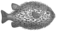 Globefish engraving