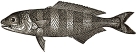 Pilotfish engraving
