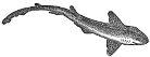 Small-spotted Dog-fish engraving