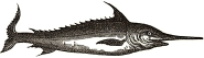 Swordfish engraving