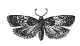 Bud Moth engraving