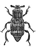 Burying Beetle engraving