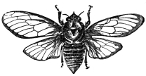 Cicada engraving