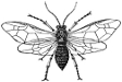 Female Sawfly engraving