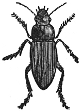 Ground Beetle engraving