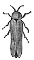Male Glow-Worm engraving