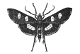 Male Grape-Vine Leaf-Roller Moth engraving