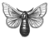 Male Silkworm Moth engraving