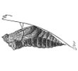 Pupa of a Papilio Machaon engraving