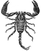 Scorpion engraving
