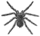 Spider engraving