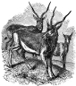 Antelope engraving