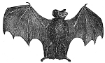 Bat engraving