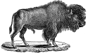 Bison engraving