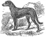 Dog, Deer Hound engraving