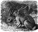 Hare engraving