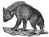 Hyaena engraving