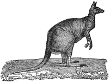 Kangaroo engraving